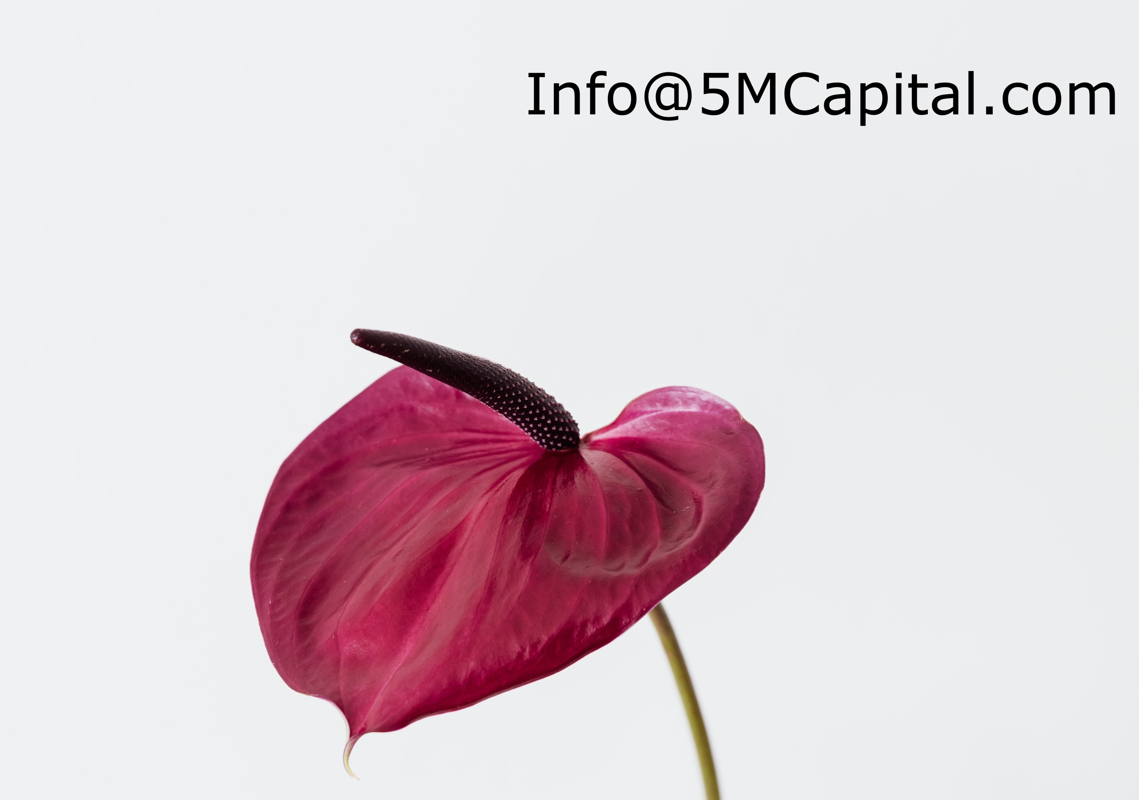 Contact information for 5M Capital Investment